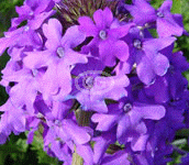 verbena homestead purple