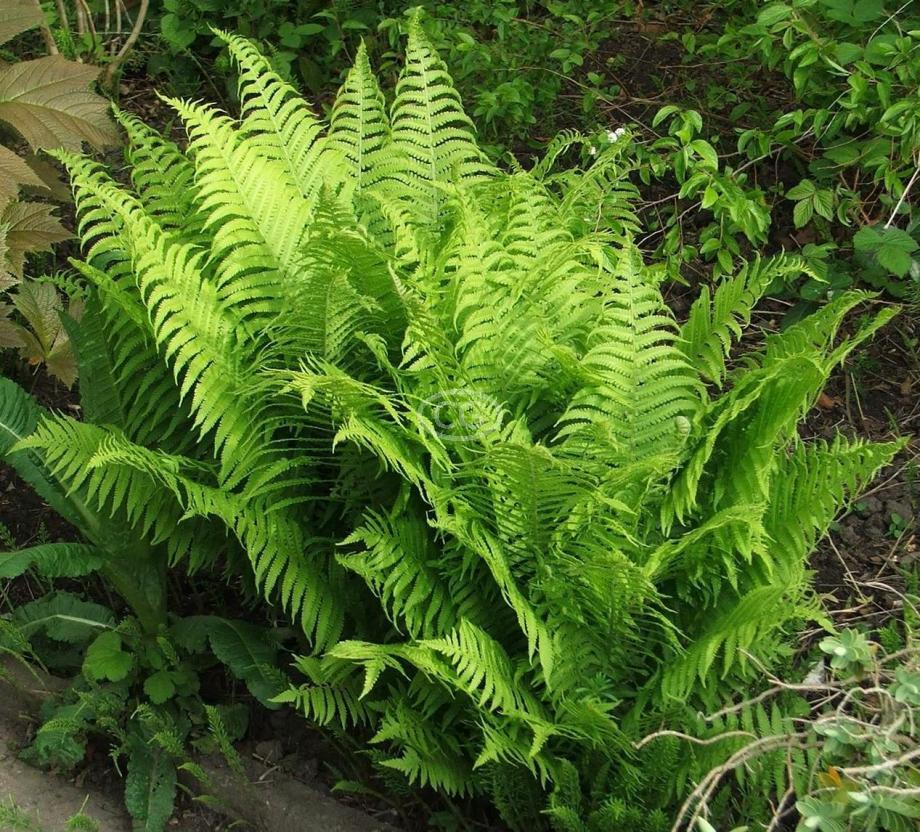 ostrich fern plants root bare