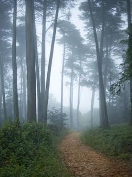 Ivy is the most popular groundcover to plant under trees.
