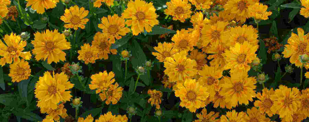 The Best Place in the World for Small Plants!