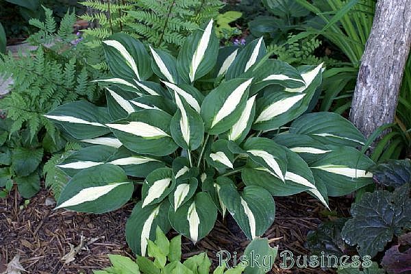 How to Grow Hosta