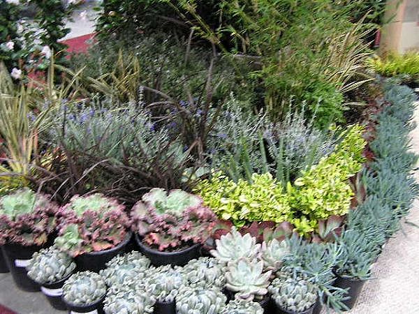How to Use Ground Cover Plants in the Garden