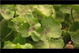 Growing Ivy Geraniums