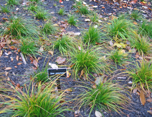 carex 
pensylvanica