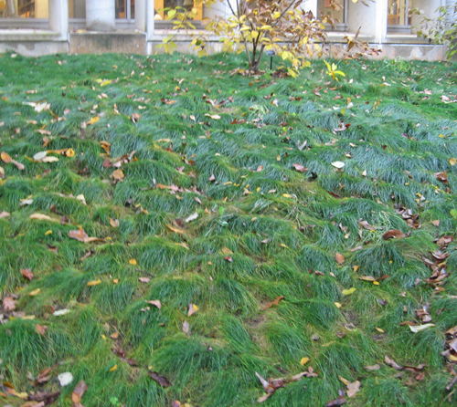 festuca 
longifolia, hard fescue, no-mow grass