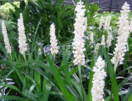 Liriope muscari 'Monroe White' | Lily Turf 'Monroe White' | {flat