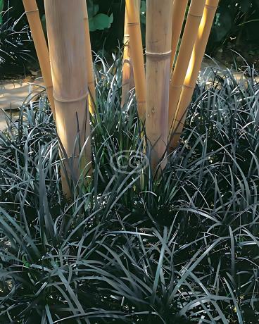 Semi Erba Mondo Nigrescens Nero - Pacco Da 5 Semi Per Prato Decorativo - Foto 2