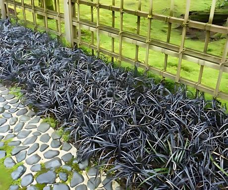 Ophiopogon planiscapus 'Arabicus' | Black Mondo Grass | {25 Pots