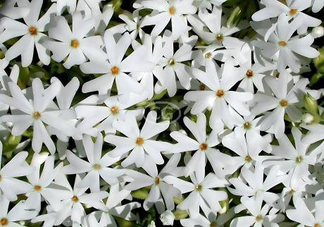 Phlox sublata 'Snowflake' | Phlox 'Snowflake' | {tray of 72 cells