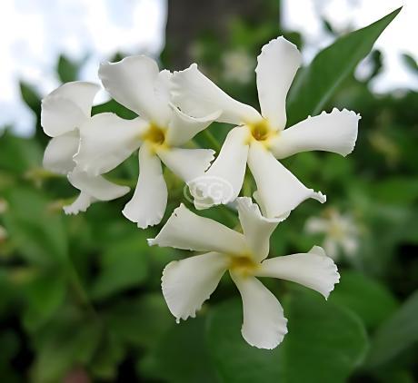 Trachelospermum asiaticum | Asiatic Jasmine | {25 Pots - 3 1/4 in