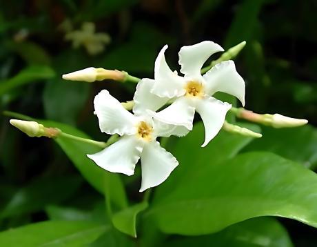 Trachelospermum asiaticum | Asiatic Jasmine | {54 Pots - 2 1/2 in