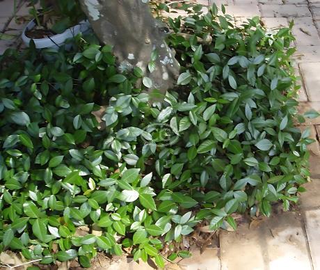 Trachelospermum asiaticum | Asiatic Jasmine | {25 Pots - 3 1/4 in