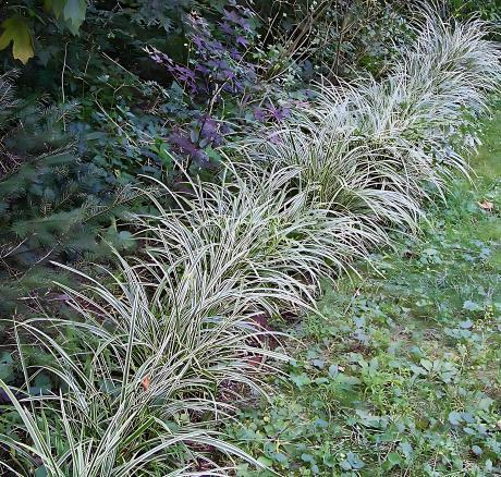 Carex morrowii 'Ice Dance' | Sedge 'Ice Dance' | {25 Pots - 3 1/2