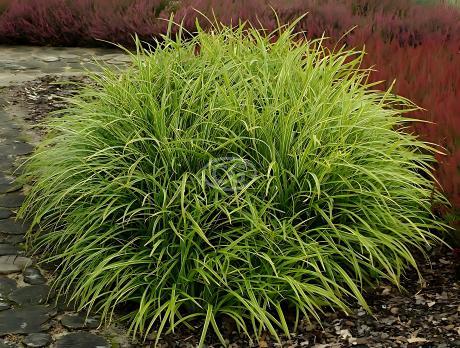 Carex morrowii 'Ice Dance' | Sedge 'Ice Dance' | {25 Pots - 3 1/2