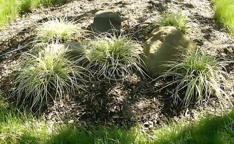 Carex oshimensis 'Evergold' | Sedge 'Evergold' | {25 Pots - 3 1/2