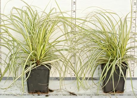 Carex oshimensis 'Evergold' | Sedge 'Evergold' | {25 Pots - 3 1/2