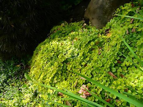Lysimachia nummularia 'Aurea' | Golden Creeping Jenny | {flat of