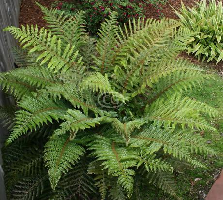 20% off Ferns: 25 Japanese Painted + 25 Cinnamon Ferns - Classy