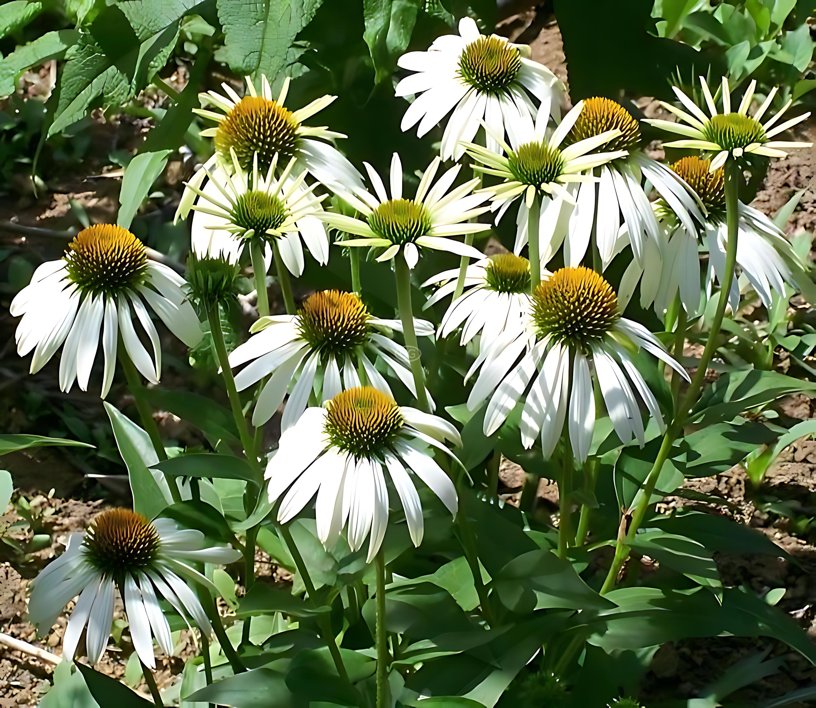 flower 様 12.jpg