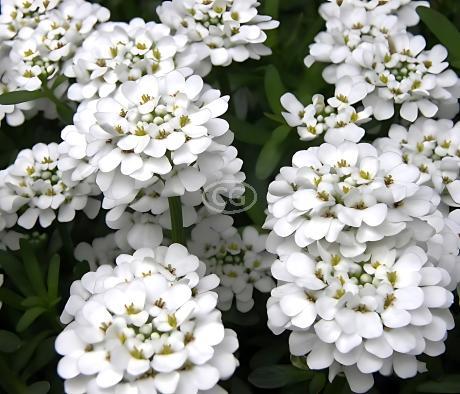 Sunny White Deer Mix, 20% off: 25 White Cone Flower, 25 Candytuft