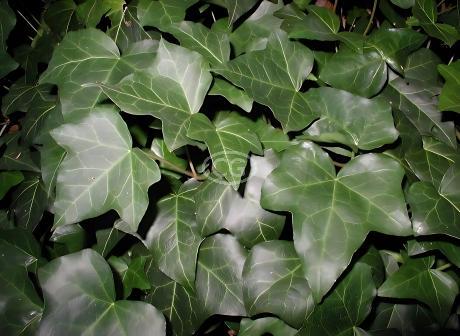 「sckng.w 」la basic IVY Hedera helix 'English' | English Ivy | {50 Bare Root plants