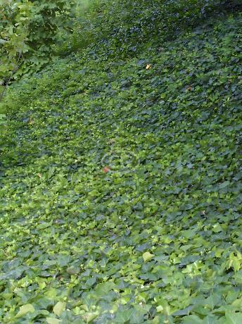 Hedera helix 'English' | English Ivy | {50 Bare Root plants