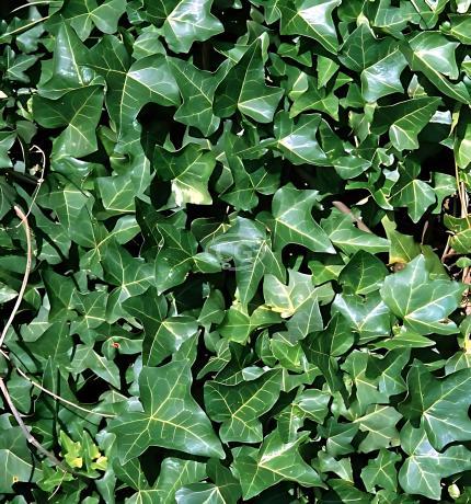 Hedera helix 'English' | English Ivy | {50 Bare Root plants