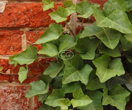 Hedera helix 'English' | English Ivy | {50 Bare Root plants