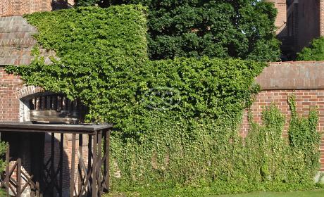 Hedera helix 'English' | English Ivy | {flat of 18 Pots - 3 1/4 in