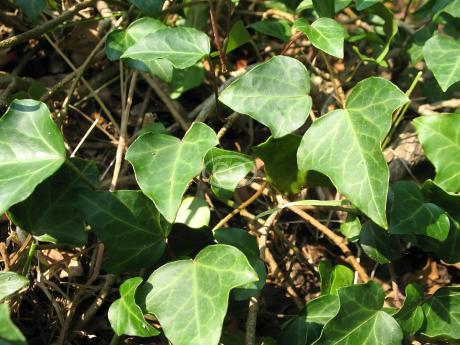 Hedera helix 'English' | English Ivy | {flat of 18 Pots - 3 1/4 in