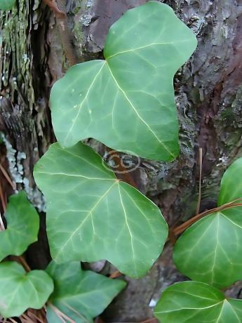 Hedera helix 'English' | English Ivy | {50 Bare Root plants