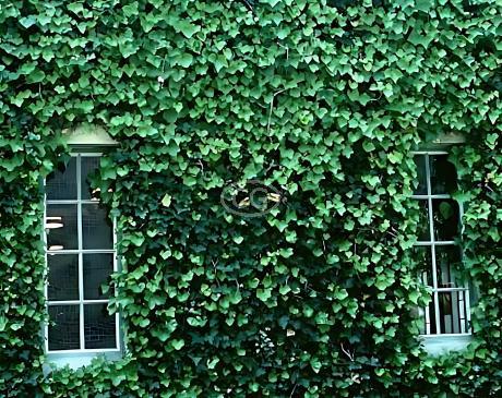 Hedera helix 'English' | English Ivy | {flat of 18 Pots - 3 1/4 in