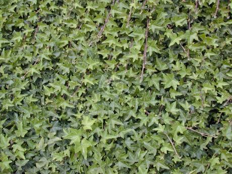 Hedera helix 'English' | English Ivy | {flat of 18 Pots - 3 1/4 in