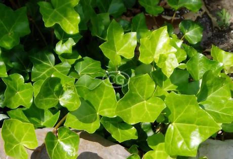 Hedera helix 'English' | English Ivy | {50 Bare Root plants