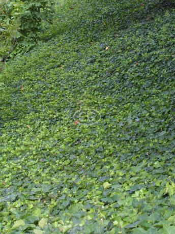 Hedera helix 'English' | English Ivy | {50 Bare Root plants