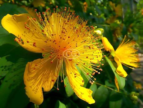 【soerte × camphor wood】FLOWER PAINT WIDE Wood Flower Dye - 4oz – Sola-Flowers