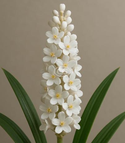 Deuxieme Classe ☆Mater Lily V プルオーバー☆ Van Zyverden Lilies Premium Oriental Stargazer Set of 7 Giant