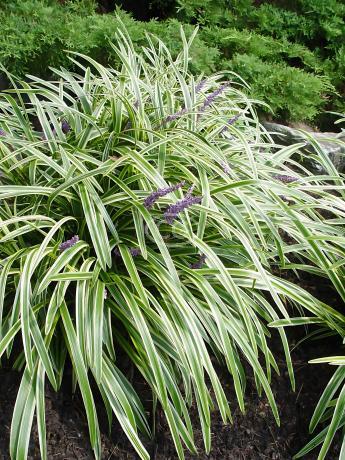 Classy Groundcovers Lily Turf - Thumbnail 3