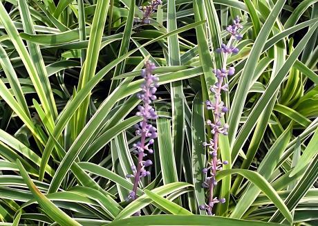 Classy Groundcovers Lily Turf - Thumbnail 2
