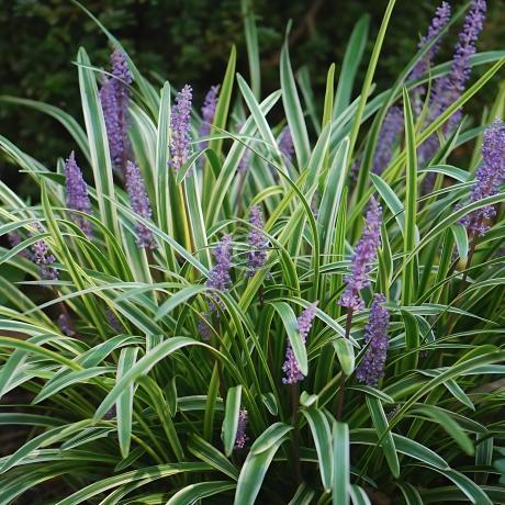 Classy Groundcovers Lily Turf