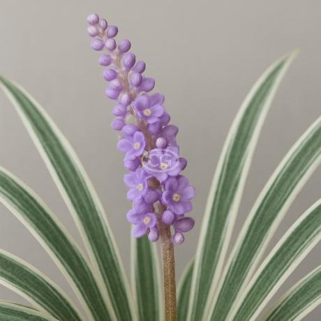 Liriope spicata 'Silver Dragon' | Variegated Creeping Lily Turf | {flat of  18 Pots - 3 1/4 in.} - Classy Groundcovers