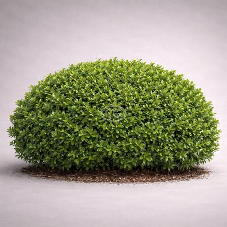 Buxus microphylla var. japonica 'Green Velvet' | Boxwood 'Green