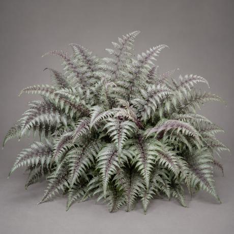 citroenverbena planten Zitronenverbene - Aloysia citrodora