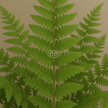 Matteuccia struthiopteris | Ostrich Fern | {flat of 32 Pots - 2 1