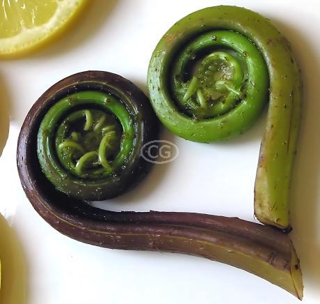 Matteuccia struthiopteris | Ostrich Fern | {flat of 32 Pots - 2 1