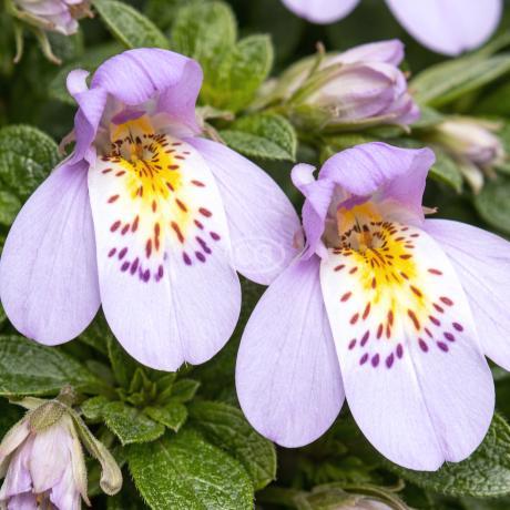 Classy Groundcovers Mazus - Thumbnail 2
