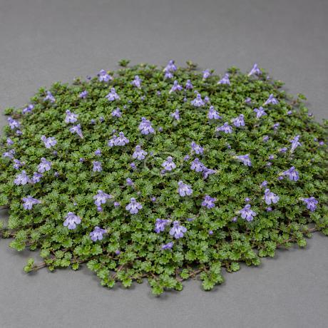 Classy Groundcovers Mazus