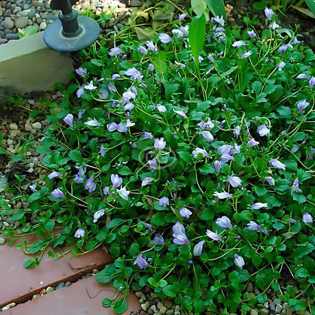 Classy Groundcovers Mazus - Thumbnail 4