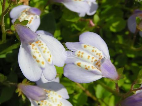 Classy Groundcovers Mazus - Thumbnail 5