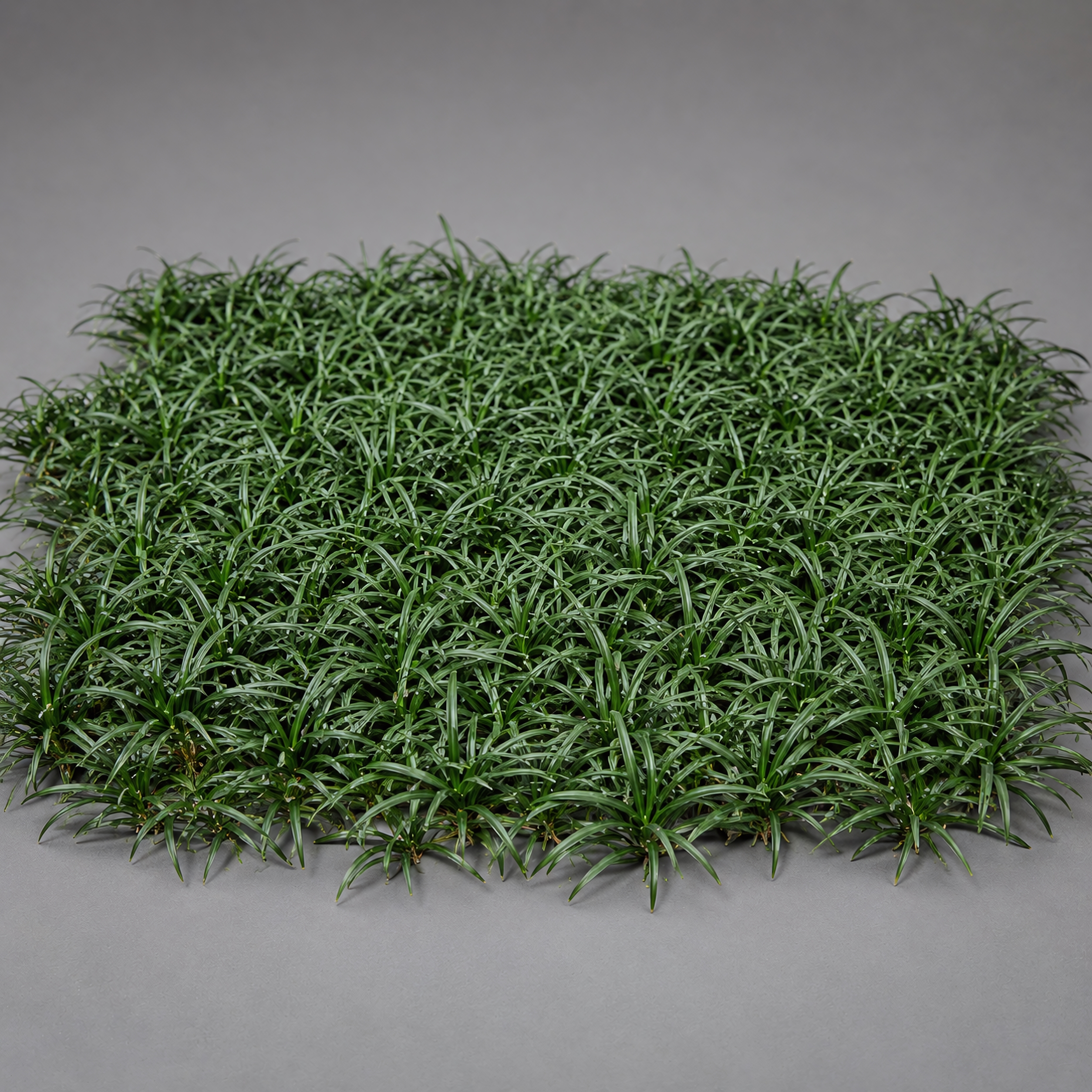 Ophiopogon japonicus 'Nana' | Dwarf Mondo Grass | {54 Pots - 2 1/4